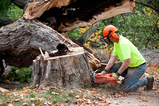 Best Stump Grinding Near Me  in USA